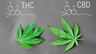 Quelle est la différence entre le THC et le CBD