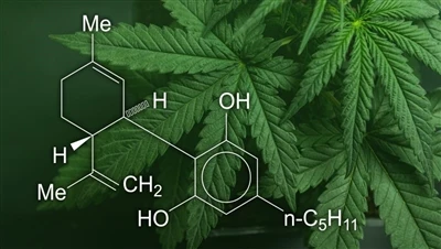 CBD, marijuana et chanvre : quelle est la différence entre ces produits à bas...