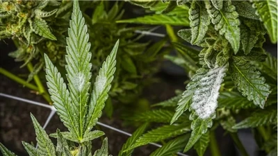 Comment trouver des produits CBD de qualité