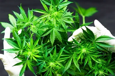 Comment la consommation de cannabis affecte-t-elle la santé cérébrale ? Prude...