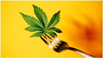 FAQ sur le CBD
