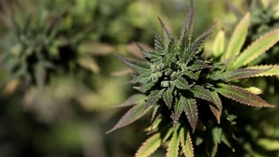Qu’est-ce que le système endocannabinoïde ? (ECS)