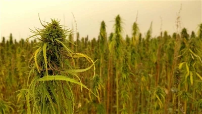 Dernières nouvelles concernant le CBD : les sociétés canadiennes de cannabis ...