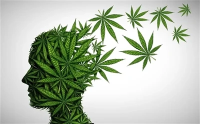 Comment utiliser l’huile de CBD pour des bienfaits optimaux : guide complet ?